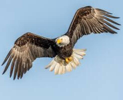 Bald Eagle